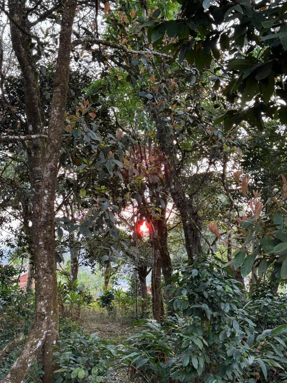 Shrenya Orchidz-Coorg Nature Stay Madikeri Exterior photo